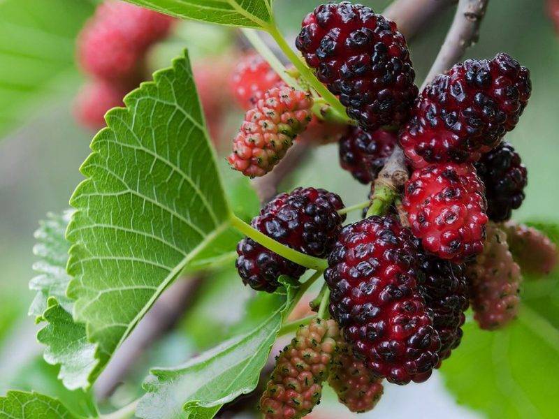 Шелковица купить саженцы из питомнике в Балахне