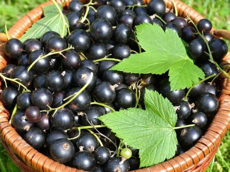 Смородина купить саженцы из питомника в Балахне