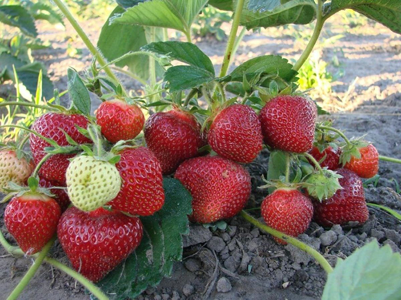 Клубника купить саженцы из питомника в Балахне