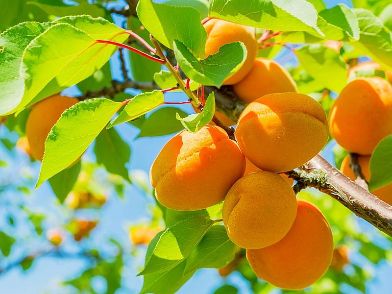Абрикос купить саженцы из питомнике в Балахне
