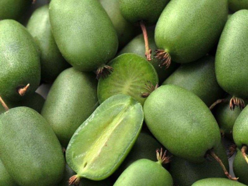 Актинидия купить саженцы из питомнике в Балахне