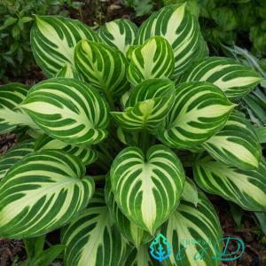 Хоста "ЗЕБРА СТРАЙПС"