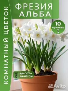 Фрезия Альба луковицы 10 шт.
