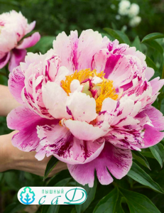 Пион "ДВЕ СЕСТРЫ"