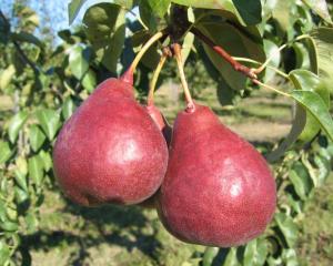 Груша "КАРМЕН"