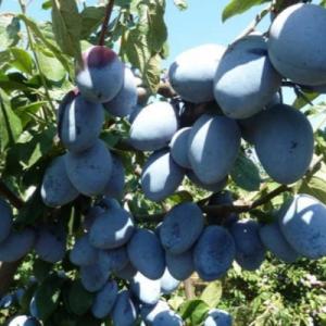 Слива "ГРОССА ДИ ФЕЛИСИО"
