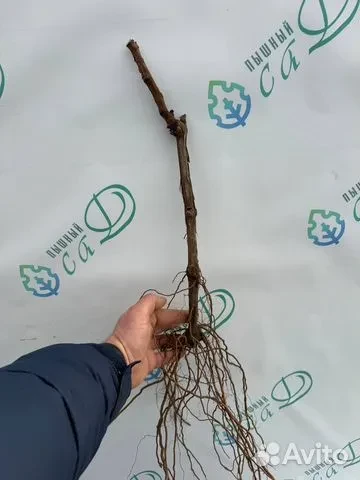Виноград "АЛЬБАРИНЬО" (сентябрь)