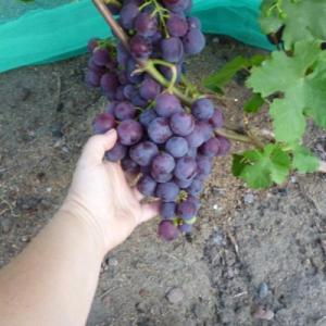 Виноград "РОШФОР"